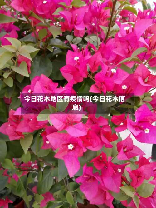 今日花木地区有疫情吗(今日花木信息)-第3张图片